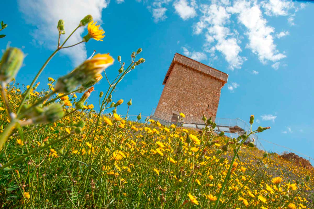Castell d'Ascó vist des de baix