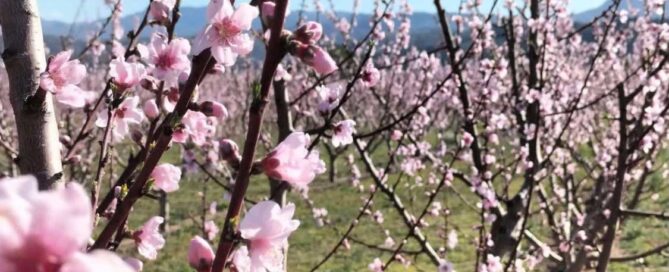 Fotografia per la presentació de La Ribera de l'Ebre en Flor