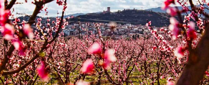 Fotografia per la presentació de La Ribera de l'Ebre en Flor