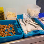 Expositor d'una peixateria on hi ha diferents productes: galeres, lluç... dintre de safates de color blau.